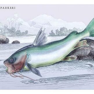 Silurus Parkeri by Robert H. Schomburgk