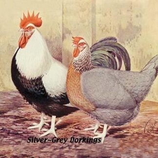 Silver-Grey Dorkings