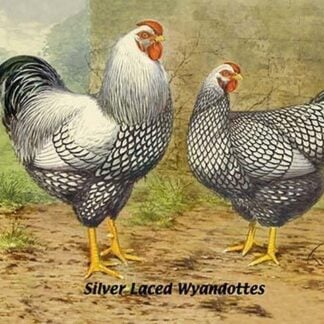 Silver Laced Wyandottes by Lewis Wright