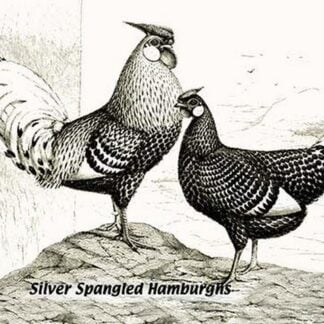 Silver Spangled Hamburghs