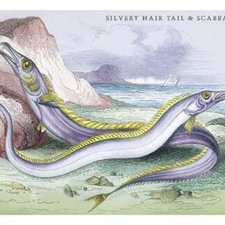 Silvery Hairtail and Scabbard Fish by Robert Hamilton
