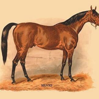 Silvio by L. Penicaut