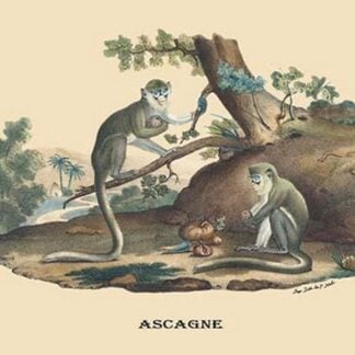 Singes (Monkeys) by E. F. Noel