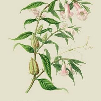 Skeleton Mantis and Oil Plant of Guzerat by J. Forbes