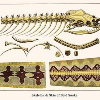 Skeleton & Skin of Boid Snake by Albertus Seba