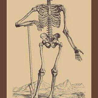 Skeleton with Shovel by Andreas Vesalius