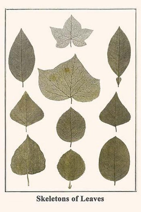 Skeletons of Leaves by Albertus Seba