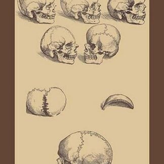 Skulls by Andreas Vesalius