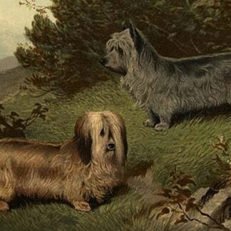 Skye Terriers by Vero Shaw