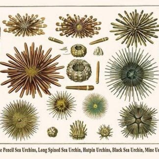 Slate Pencil Sea Urchins