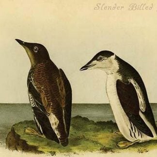 Slender Billed Guillimot by John James Audubon