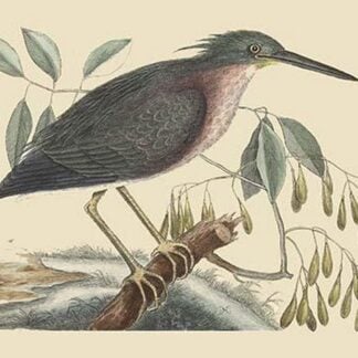 Small Bittern by Mark Catesby