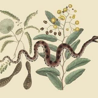 Small Rattlesnake by Mark Catesby
