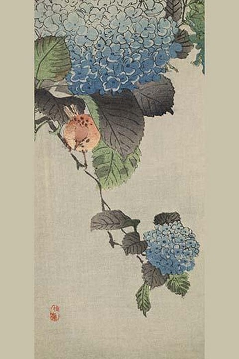 Small bird and hydrangea