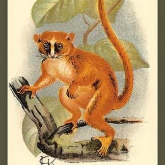 Smith's Dwarf-Lemur by Sir William Jardine
