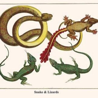 Snake & Lizards by Albertus Seba