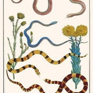 Snakes & Everlasting Flower by Albertus Seba