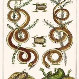 Snakes & Frogs Africa by Albertus Seba