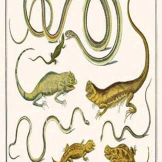Snakes & Lizards by Albertus Seba
