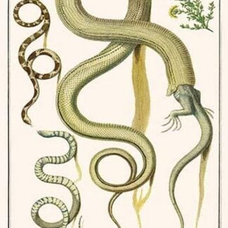 Snakes & Lizards by Albertus Seba