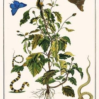 Snakes & Swallowtail Butterflies by Albertus Seba