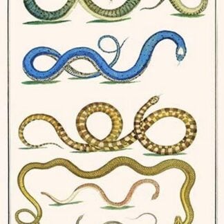 Snakes by Albertus Seba