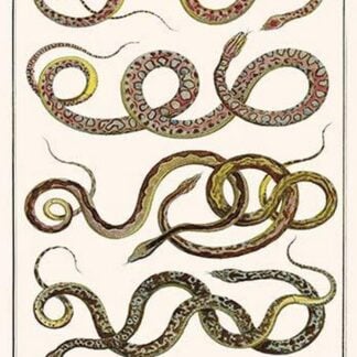 Snakes by Albertus Seba