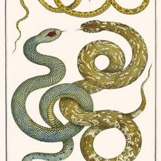 Snakes by Albertus Seba