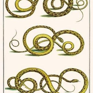 Snakes from New Spain by Albertus Seba