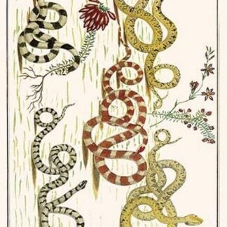 Snakes from Siam with Heath by Albertus Seba