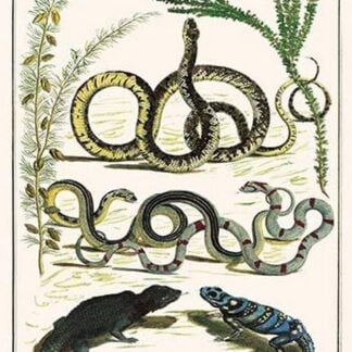 Snakes of Africa & Lizards