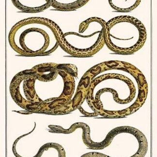 Snakes of Ceylon