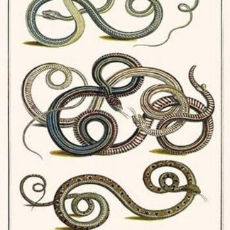 Snakes of Ceylon