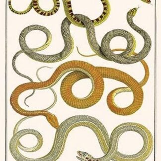 Snakes of Ceylon or Sri Lanka