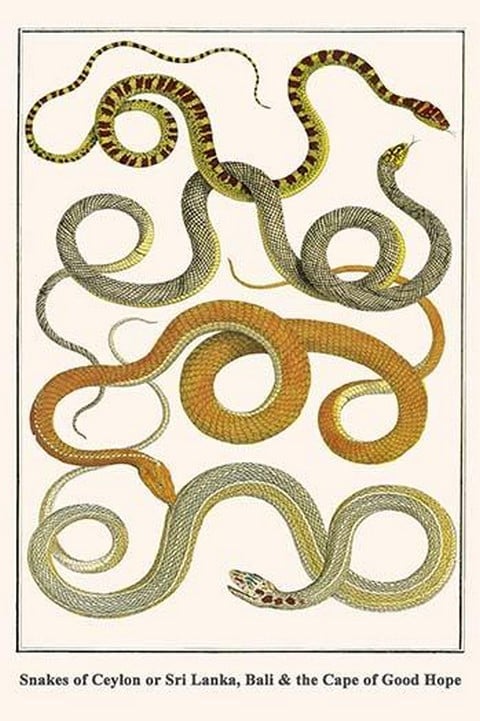 Snakes of Ceylon or Sri Lanka
