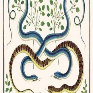 Snakes of Surinam & South America and Brazil by Albertus Seba