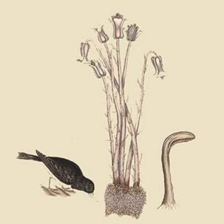 Snow Bird by Mark Catesby