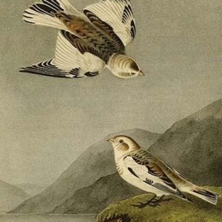 Snow Lark Bunting by John James Audubon