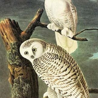 Snowy Owl by John James Audubon #2