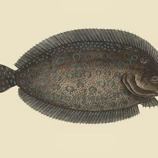 Sole by Mark Catesby