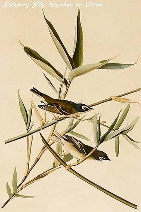 Solitary Fly Catcher or Vireo by John James Audubon
