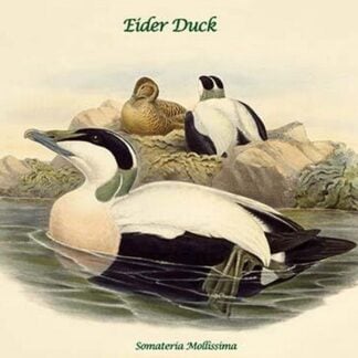 Somateria Mollissima - Eider Duck by John Gould