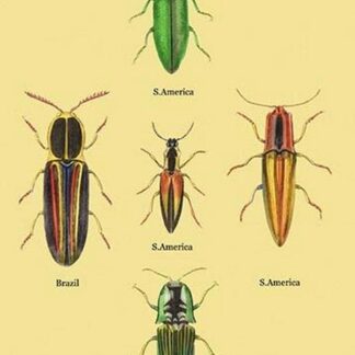 South American Beetles #2 by Sir William Jardine