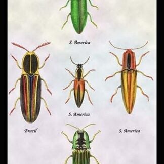 South American Beetles by Sir William Jardine