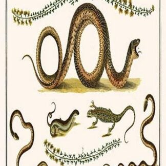 Southern Smooth Snake