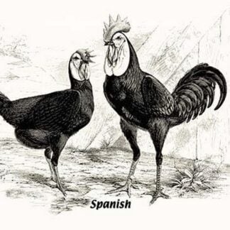 Spanish (Chickens)