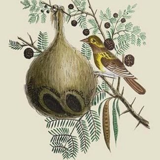 Sparrow of India by J. Forbes