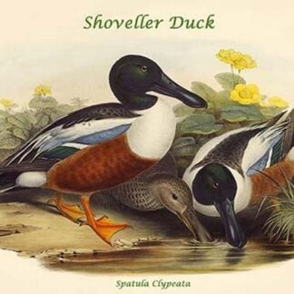 Spatula Clypeata - Shoveller Duck by John Gould