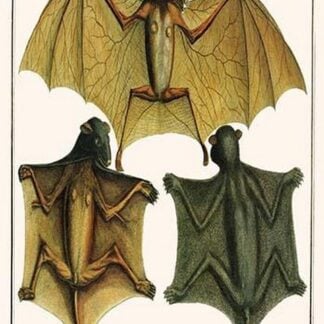 Spectral Bat & Philippines Flying Lemur by Albertus Seba