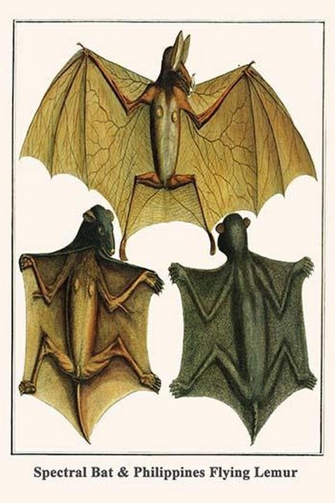 Spectral Bat & Philippines Flying Lemur by Albertus Seba